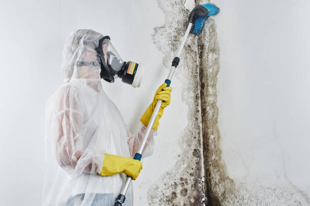 Best Mold Damage Repair  in Fitzgerald, GA