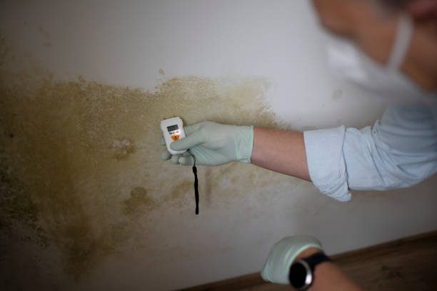Best Toxic Mold Removal  in Fitzgerald, GA