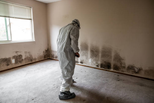 Best Black Mold Removal  in Fitzgerald, GA