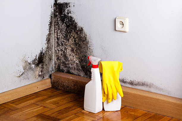 Best Mold Remediation  in Fitzgerald, GA