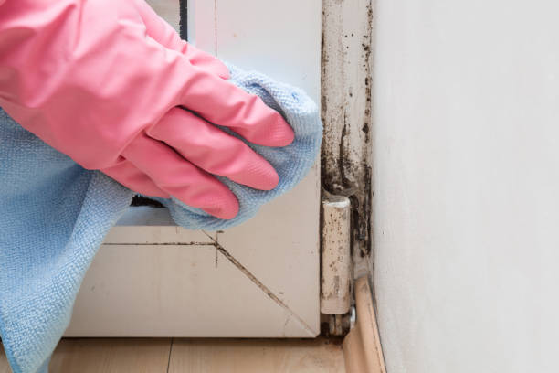 Best Mold Removal and Inspection  in Fitzgerald, GA
