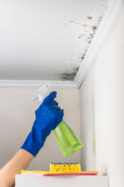 Best Fast Mold Removal  in Fitzgerald, GA